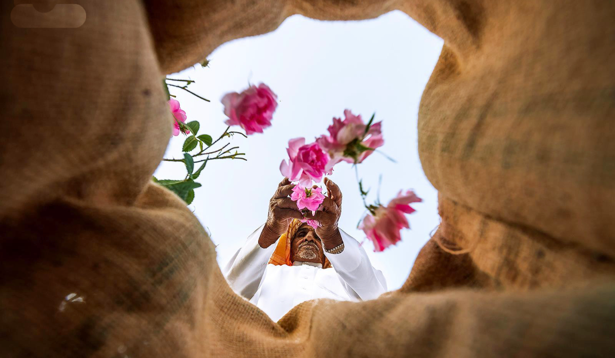 Fragrant crops have elevated the mountainous region of Taif to the rank of rose capital of the world.  (Saudi Press Agency)